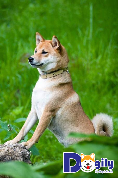 Chó Shiba Inu có khả năng sống khỏe mạnh với tuổi thọ lên tới 12 – 16 năm