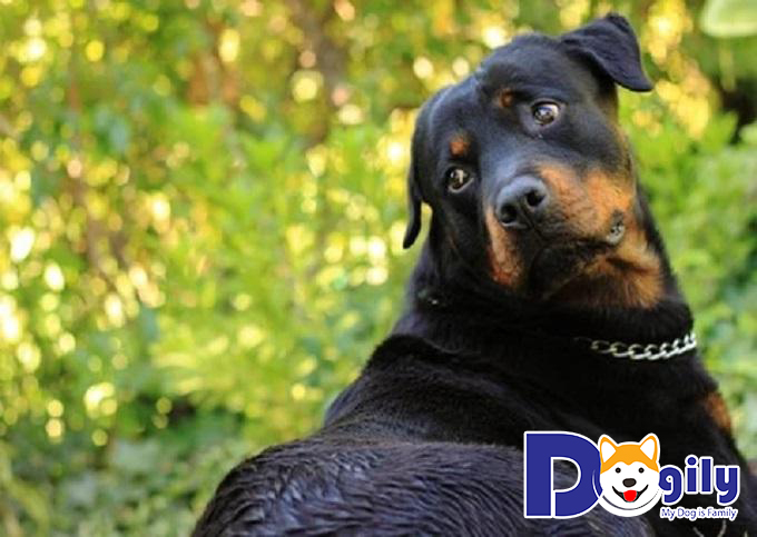 Mua chó Rottweiler cỡ đại tại Chomeocanh.com để hưởng nhiều ưu đãi hấp dẫn