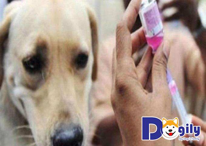 Tiêm vaccin phòng bệnh lepto ở chó