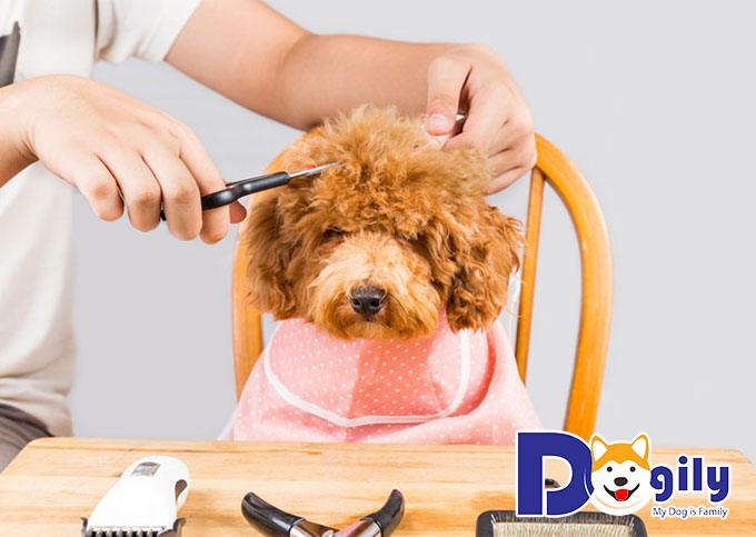 Cách tỉa lông cho chó Poodle