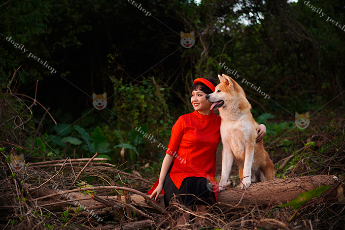 Chó Akita - Quốc khuyển Nhật Bản, biểu tượng của lòng trung thành qua câu chuyện chú chó Hachiko