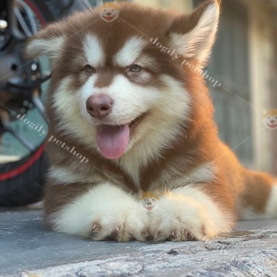 Chó Alaska con màu nâu đỏ 2 tháng tuổi