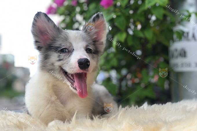 Chó Border Collie màu blue merlet 3 tháng tuổi