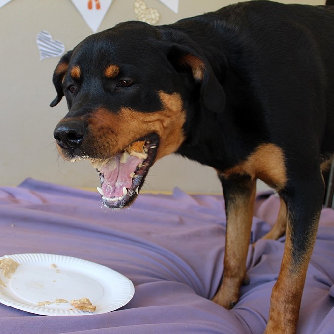 Chó Rottweiler sau khi sinh sản cần bổ sung dinh dưỡng đầy đủ 