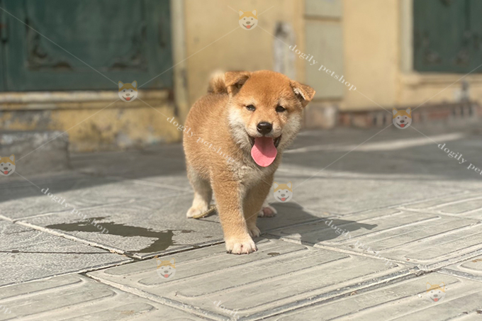 Chó Shiba inu màu vàng trắng 2 tháng tuổi