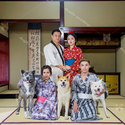 Đàn 3 chó Akita Inu nhập khẩu đực giống Chomeocanh.com Kennel