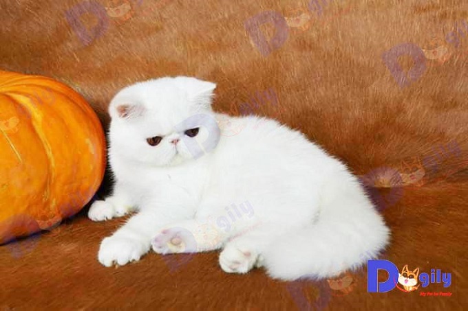 Hiện nay, mèo Ba Tư lông ngắn Exotic là một trong những giống mèo được yêu mến và nuôi phổ biến nhất hành tinh.