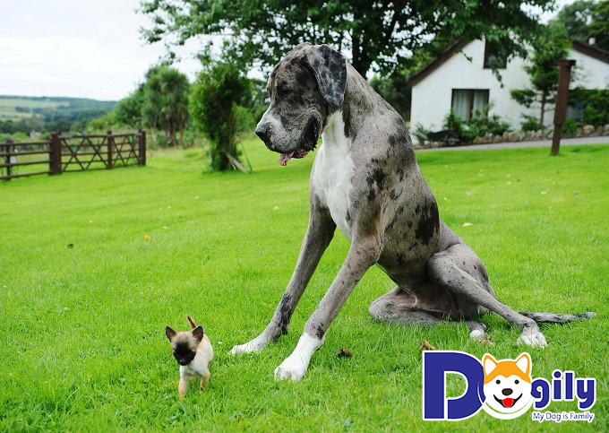Chó Great Dane với ngoại hình to lớn cũng có thể gây nguy hiểm
