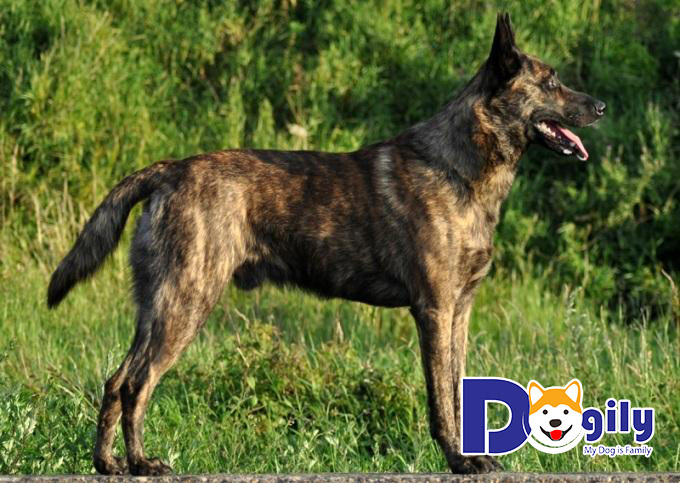 Chó Becgie Hà Lan sở hữu thân hình thon gọn, nhanh nhẹn với cơ bắp săn chắc