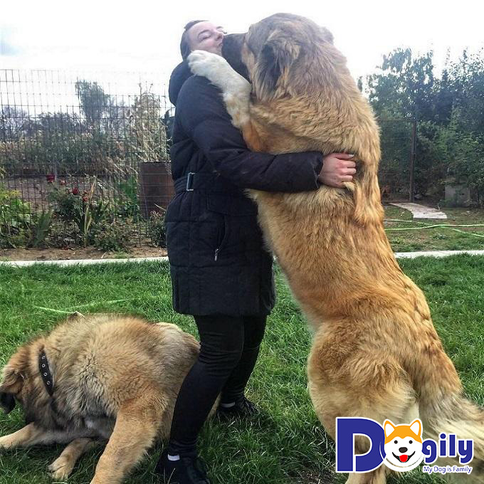 Chó Caucasus vốn sở hữu thân hình khổng lồ, cơ thể dẻo dai và bản tính hung hăng