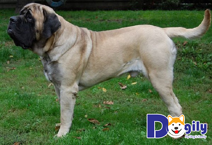 Chó ngao Anh là giống chó có kích cỡ to nhất Thế Giới với cân nặng cực khủng