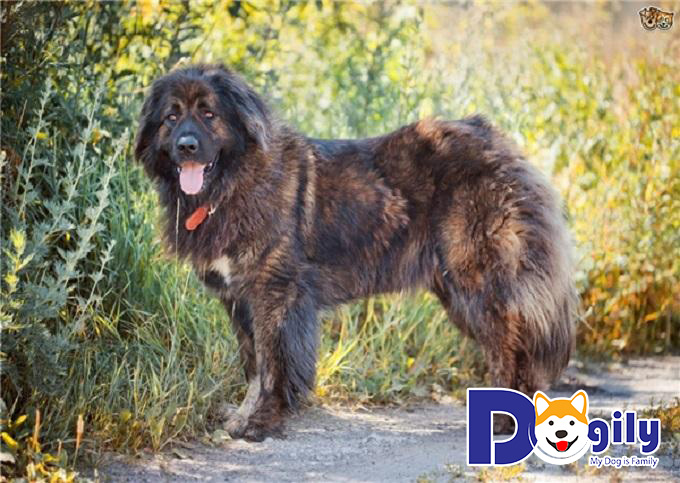 Nhiều nghiên cứu chó rằng Caucasus thuộc giống chó cổ xuất hiện từ Lưỡng Hà và Iraq