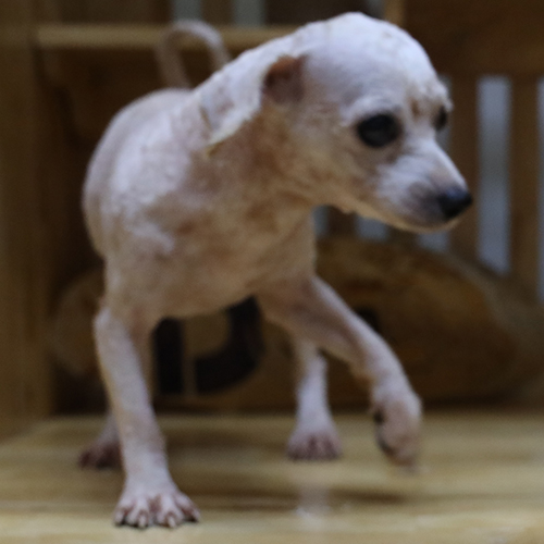 Chó Bichon Frise trắng kem Twiggy 2 tháng tuổi cạo lông máu.