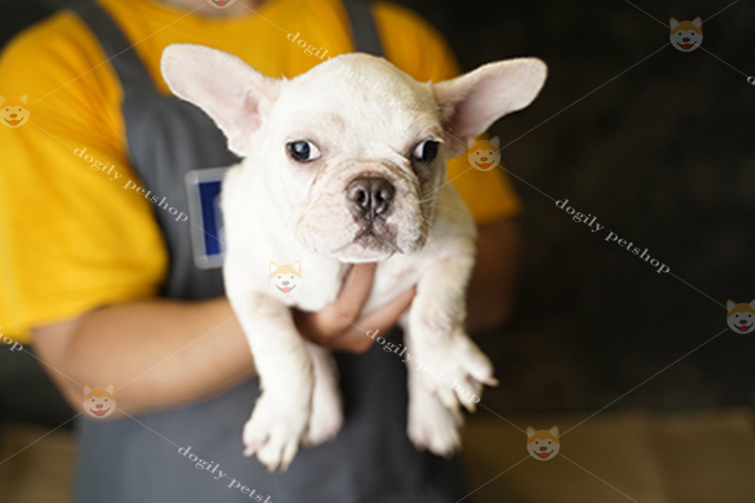 Chó Bull Pháp French Bulldog màu trắng 3 tháng tuổi