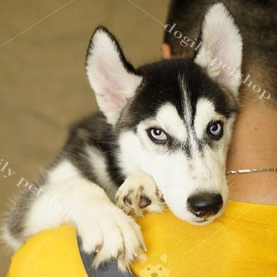 Chó Husky Sibir màu đen trắng 4 tháng tuổi