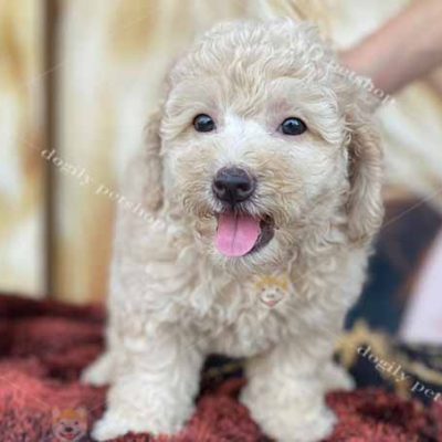 Chó Poodle Tiny màu vàng kem 2 tháng tuổi