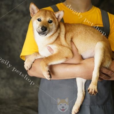 Chó shiba inu màu vàng trắng
