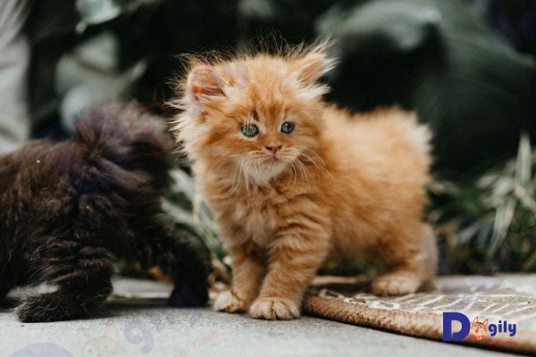 Tất cả mèo Anh lông dài con bán ra của Chomeocanh.com Pet Shop đều được huấn luyện đi vệ sinh đúng chỗ vào khay cát từ 2 tháng tuổi.