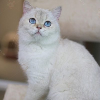 Mèo Anh lông ngắn màu silver cái trưởng thành