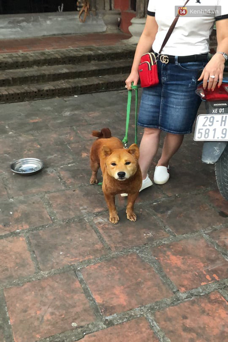 Chú chó thứ 3 trong số 5 chú chó có mặt tại buổi họp báo ra mắt phim Cậu Vàng