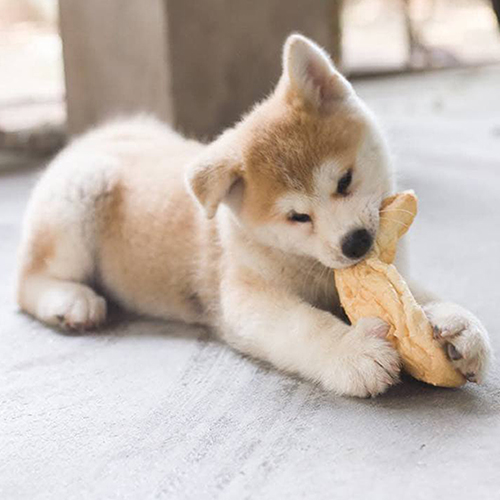 Chó Akita thuần chủng chơi đồ gặm