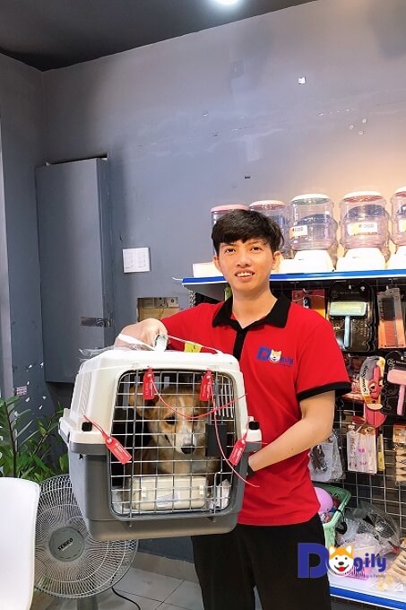Chó corgi pembroke wales nhập khẩu châu Âu tại Chomeocanh.com Pet Shop Phú Nhuận, Sài Gòn.