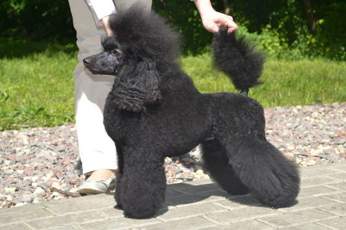 Hình ảnh: một chú Poodle Standard khổng lồ màu đen được cắt tỉa đầy nghệ thuật tại châu Âu.