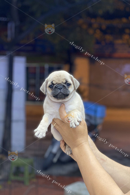 Chó Pug mặt xệ con màu vàng thuần chủng 2 tháng tuổi
