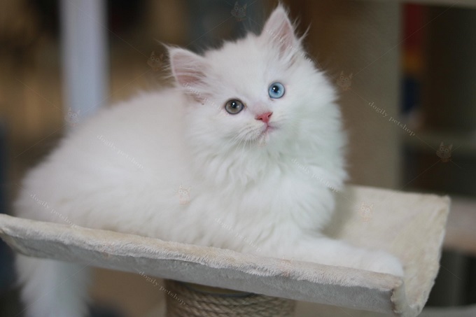 Một bạn mèo Anh lông ngắn trắng hai màu mắt xinh đẹp tại trại mèo Chomeocanh.com
