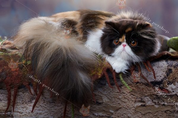 Hình ảnh một chú mèo Ba Tư lông dài hiện nay.