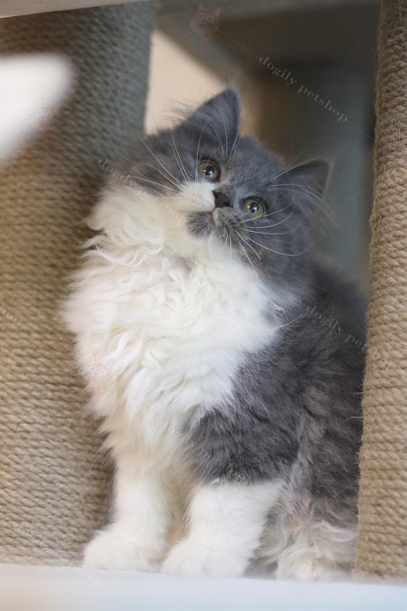 Hình ảnh một bạn mèo Anh lông dài bicolor xám xanh