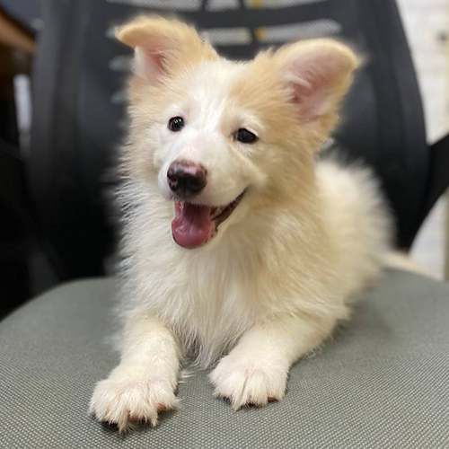 chó Border Collie vàng trắng nằm ngoan trên ghế huấn luyện tại Chomeocanh.com