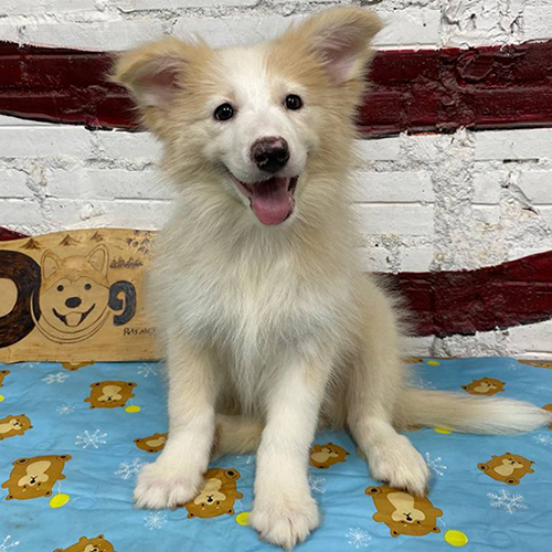 Chó Border Collie vàng trắng thuần chủng dễ thương