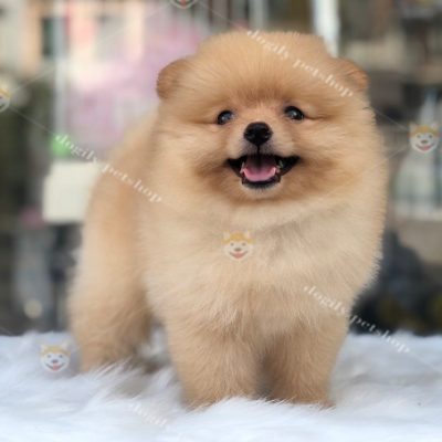 Bé chó Phốc Sóc mini màu vàng kem thuần chủng siêu xinh bán tại Chomeocanh.com