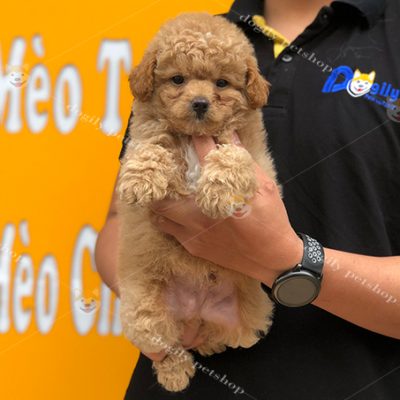 Chó Poodle tiny màu vàng mơ 2 tháng tuổi