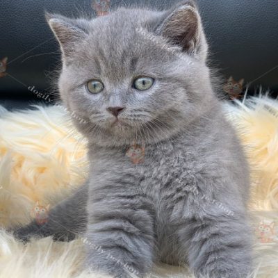 Bạn có thể hoàn toàn yên tâm khi mua mèo Aln 2 tháng tuổi bán ra từ . của Chomeocanh.com!