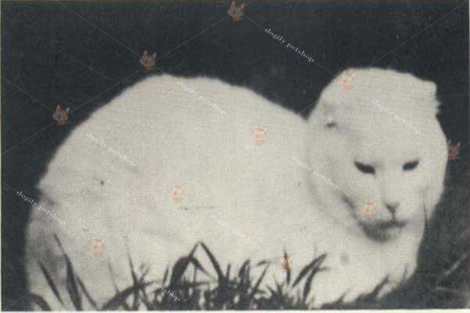 Tổ tiên cô mèo Susie màu trắng. Nhưng ngày nay mèo tai cụp có cả màu đen và các kiểu màu sắc và hoa văn khác.