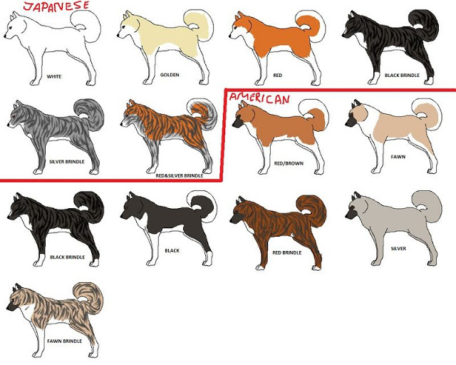 Các màu cơ bản của bộ lông chó Akita Inu. So sánh với American Akita (Akita Mỹ) - một nhánh khác của chó Akita