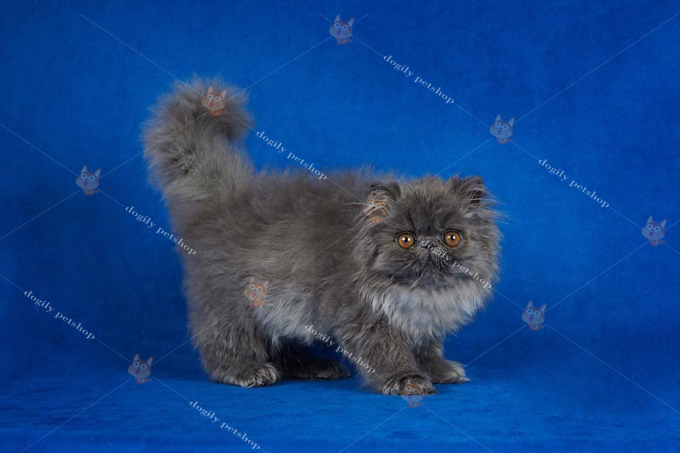 Một bé mèo Ba Tư truyền thống màu xám