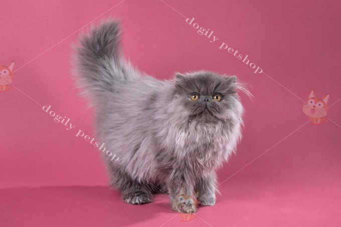 Mèo Ba Tư xám thường có lông đậm hơn một chút ở một số bộ phận nhất định trên cơ thể.
