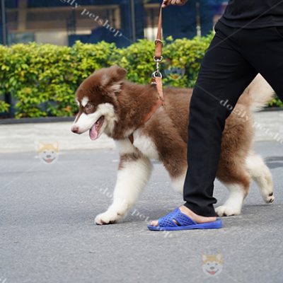 Một chú chó Alasa nâu đỏ thuần chủng với bước đi uyển chuyển