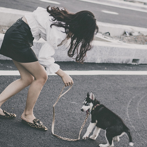 Chủ nhân dắt chó Husky đen trắng đi dạo ngoài trời