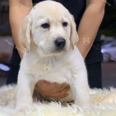 Chó Labrador Retriever màu vàng 2 tháng tuổi