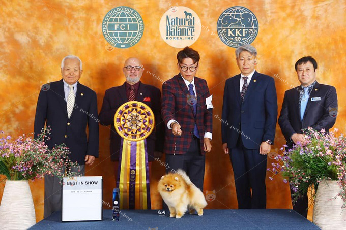 Chó Pomeranian có bố mẹ đạt giải Dogshow quốc gia, châu lục có giá lên đến vài chục ngàn usd 1 bé.