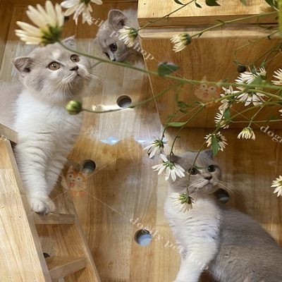 Đàn 3 mèo Scottish màu lilac lông dài, ngắn.