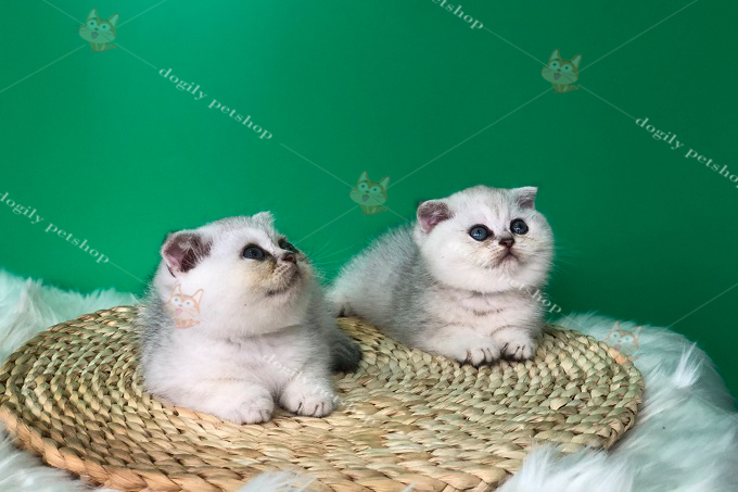 đôi mèo silver tai cụp mặt bánh bao
