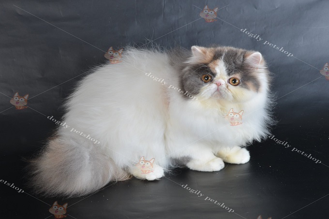 Mèo Ba Tư là giống mèo điềm tĩnh. Chúng thường nằm dài trên sofa hoặc trong lòng chủ nhân để được vuốt ve, âu yếm