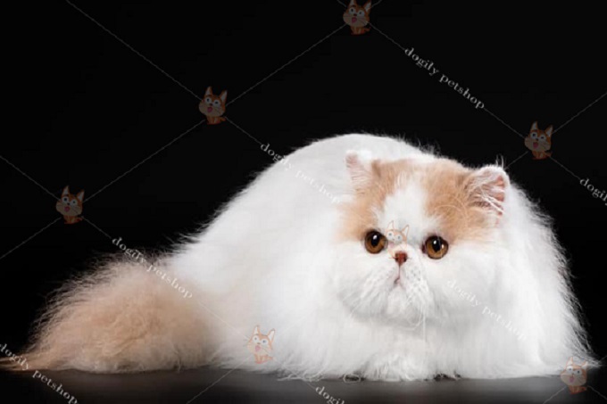 Những chú mèo Ba Tư lông dài thường có mắt màu vàng đồng hoặc cam.