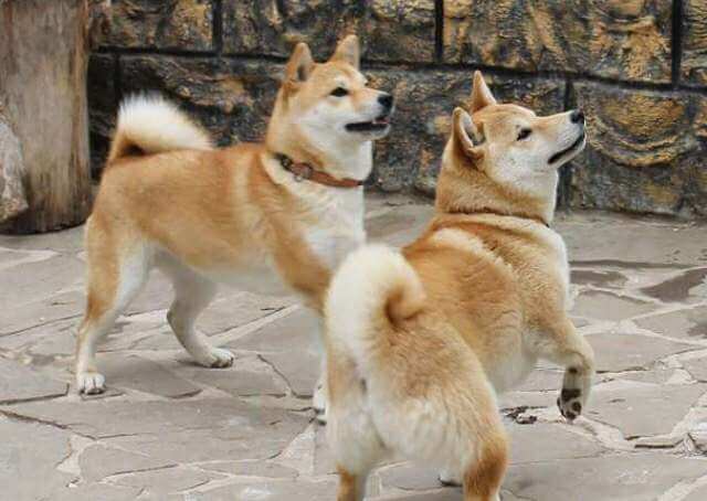 Về tính cánh chó Shiba inu tương đối thân thiện và gần gũi. Tuy nhiên chúng cần được xã hội hóa từ sớm để có những hành vi chuẩn mực