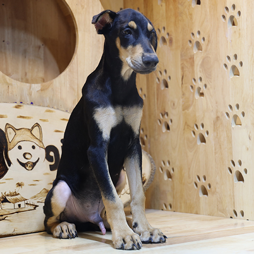 Chó Doberman con Daphne đứng trong chuồng gỗ tại MeowGo Pets, lông nâu vàng đẹp mắt.
